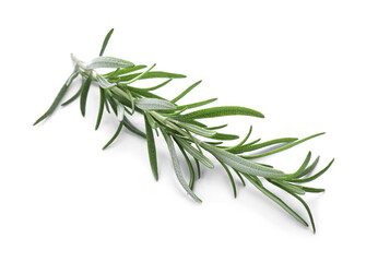 Fresh green rosemary isolated on white. Aromatic herb