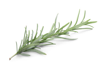 Fresh green rosemary isolated on white. Aromatic herb