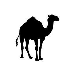 camel in the desert vector eps 10