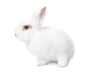 Fluffy rabbit on white background. Cute pet
