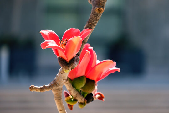 Blooms the Bombax Ceiba (Lat. - Bombax ceiba) or Cotton Tree