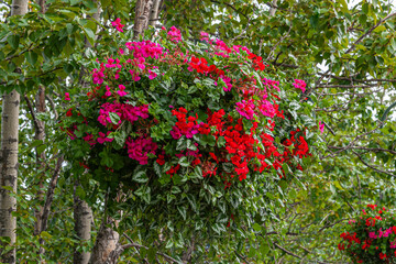Fototapeta premium Anchorage, Alaska, USA - July 23, 2011: Wide pot filled with bright red flowers hangs between green foliage of tree in street