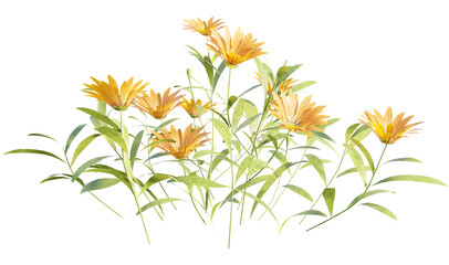 realistic 3d Gazania linearis transparent flower illustration