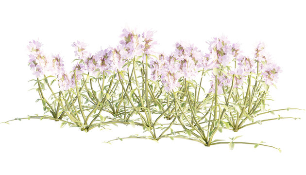 realistic 3d creeping thyme without shadow transparent flower illustration