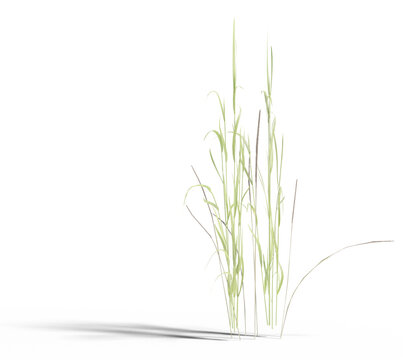 realistic 3d yellow tall Grass transparent illustration with shadow