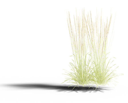 realistic 3d long meadow Grass transparent