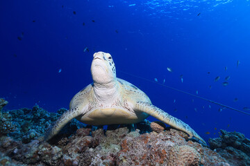 big sea turtle underwater photo, fish clingers, symbiosis ecosystem