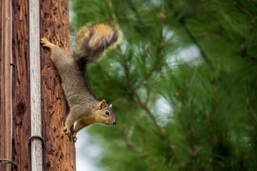 Zelfklevend Fotobehang squirrel on a telephone pole © Mary Lynn Strand