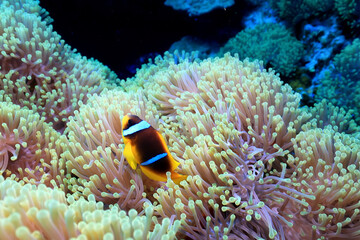 Plakat clown fish red sea, underwater reef anemone