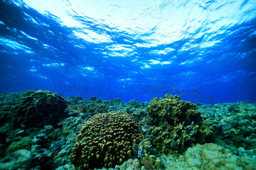 panorama coral reef underwater landscape seascape