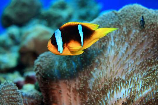 clown fish red sea, underwater reef anemone