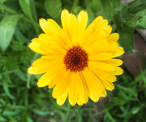 Yellow Flower - Close Up