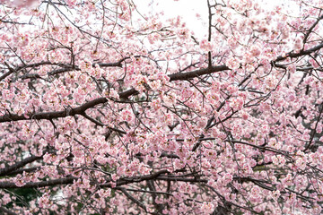 桜の花