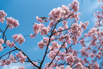 桜の花