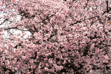 桜の花