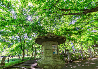 キラキラ光る新緑の季節