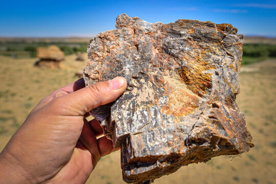Silicified wood from the Jungar Basin in Xinjiang, also known as wood fossils