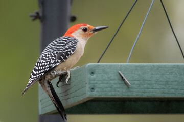 A black and white woodpecker with a red head is perched on a feeder in Texas.