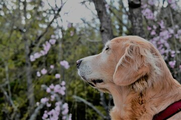 愛犬と桜を見に行きました