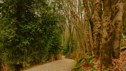 TransCanada Forest Trail at Burnaby Mountain, BC.