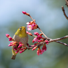 つぼみのついた桜の木に止まっているメジロ