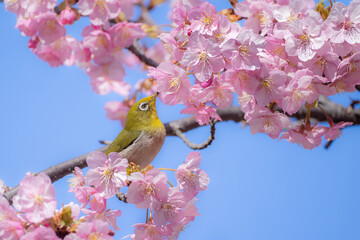 満開の桜の枝に止まっているメジロ2