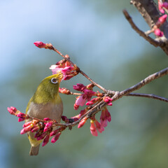 つぼみのついた桜の蜜を吸うメジロ