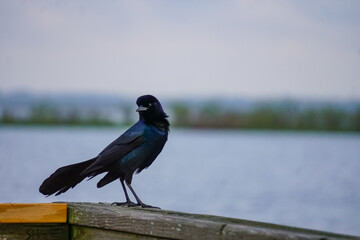 blue bird on boardwalk