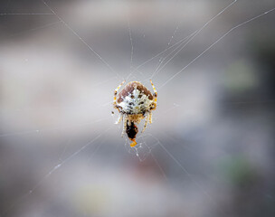 Tailed Orb-Weaver Spider, Eriovixia sp, Araneidae Family, Aranaea Order