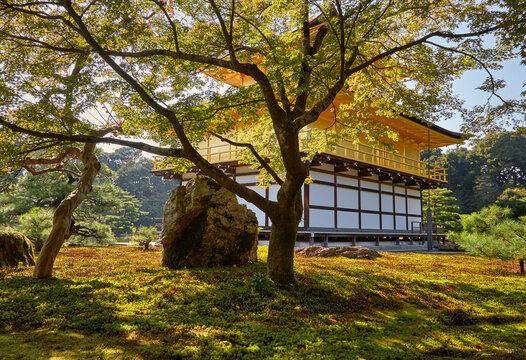 Maple tree in the park covered with moss (dobashi) in Rokuon-ji (Kinkaku-ji) temple. Kyoto. Japan