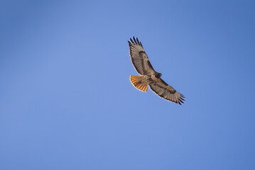 Red Tailed Hawk in Flight