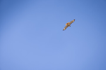 Red Tailed Hawk in Flight