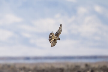 Harrier in Flight 