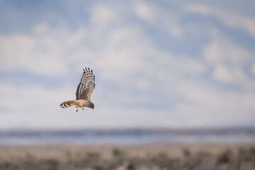 Harrier in Flight 