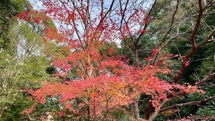 兵庫県紅葉を求めて箕面の滝へやって来ました
