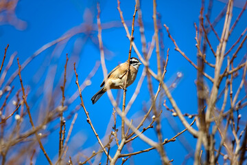 枝にとまる小鳥