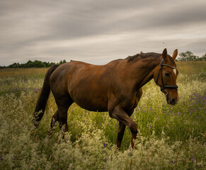 Horse in a Field
