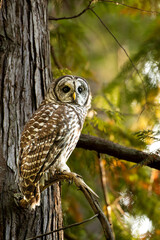 owl on branch