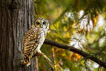 Owl in Forest