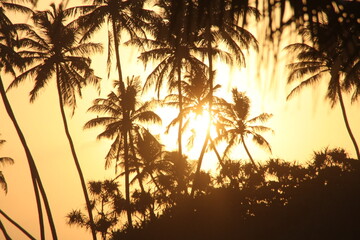 Fototapeta na wymiar palm silhouette