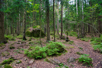 Huge boulders stones covered with moss in the pine forest, Park Mon Repos, Vyborg, Russia