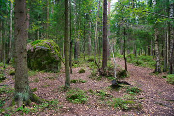 Huge boulders stones covered with moss in the pine forest, Park Mon Repos, Vyborg, Russia