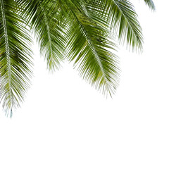 Fototapeta na wymiar palm tree isolated on white background