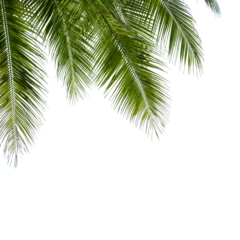 Fototapeten palm tree isolated on white background © PotPixel