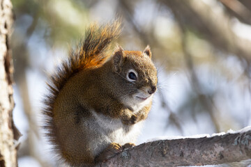 Fototapeta premium American red squirrel is sitting on a branch in cold day.