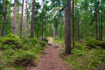 Path in pine forest in Park Mon Repos, Vyborg, Russia
