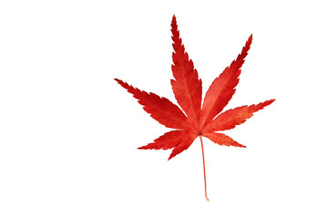 red maple leaf