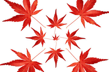 red maple leaves