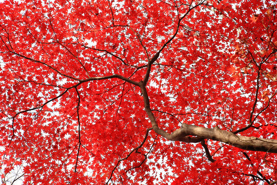 red leaves on a branch