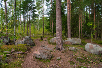 Huge boulders stones covered with moss in the pine forest, Park Mon Repos, Vyborg, Russia